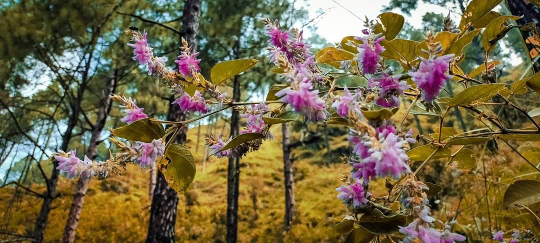 Homestay In Khirsu